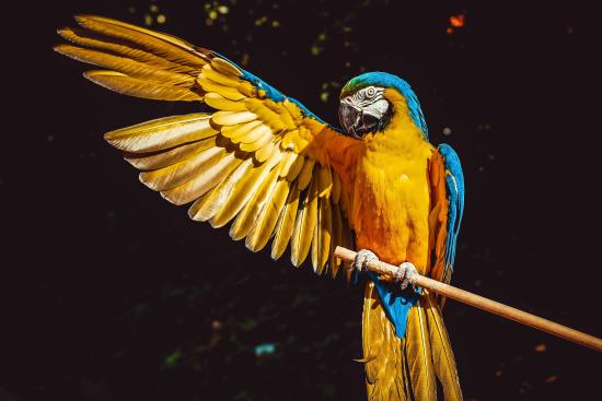 guacamaya