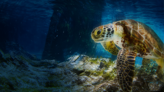 tortuga en el mar banco de occidente