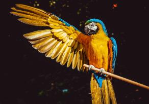 guacamaya