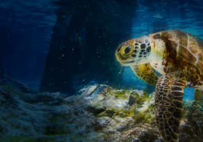 tortuga en el mar banco de occidente